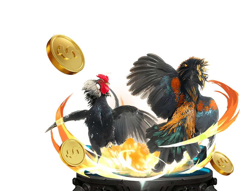 Trận đá gà truyền thống tại Việt Nam